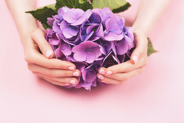 Woman hands with perfect pastel manicure holding hydrangea flower. Gentle pink nail polish, beautiful shape. Nail care concept.
