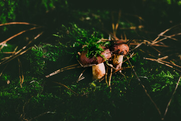 Mushrooms in natural conditions. Close-up shot