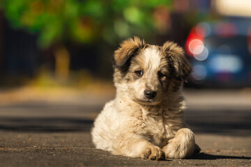 Portrait of a very cute fluffy puppy on an autumn street background