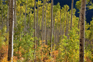 Aspen trees and Fall colors in the Colorado Rocky Mountains