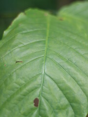 The forest leaves are green and textured.