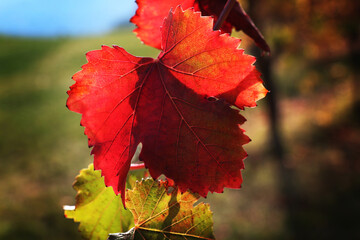 Foglie di vite in autunno, primi piani di un rosso intenso in controluce