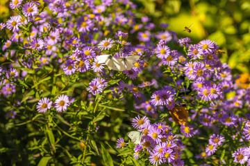 Purple flower bed with bees and butterflies on a warm autumn day, naturalism and botany