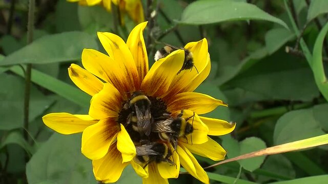 Vier Hummeln auf einer Sonnenblume (an einem k&uuml;hlen Herbstmorgen fast bewegungslos und starr)