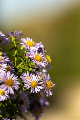 Beautiful bushes with purple flowers with bokeh, photo for the background nature and botany, flower bed in the yard
