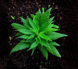 Mariguana mata