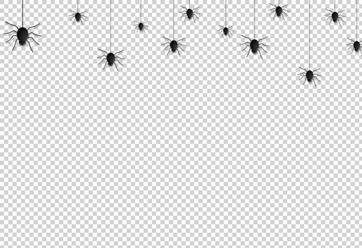 Spider  hanging from spiderwebs on png or transparent    background, halloween banner isolated on night background texture, vector illustration.
