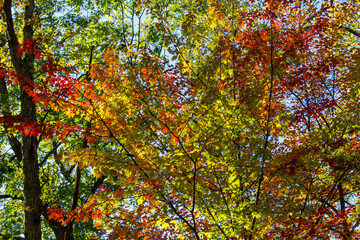 autumn leaves background