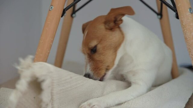 Dog chews a carpet on the floor. Damage property by pet