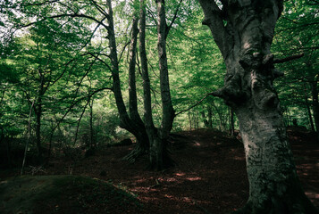 Obraz premium trees in the woods