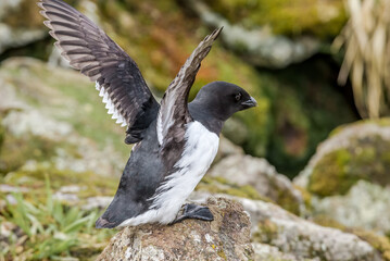 Dovekie (Alle alle) at least auklet colony in St. George Island, Alaska, USA