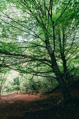 morning in the forest