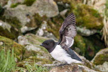Dovekie (Alle alle) at least auklet colony in St. George Island, Alaska, USA