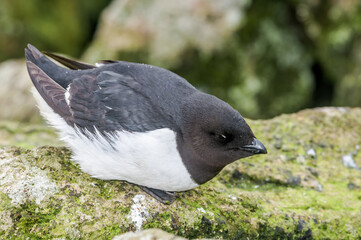 Dovekie (Alle alle) at least auklet colony in St. George Island, Alaska, USA