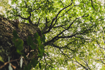 tree in spring