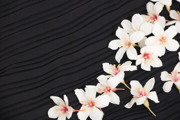Fototapeta na wymiar A close-up view of tung blossoms on a black background.