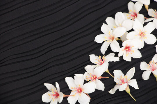 A close-up view of tung blossoms on a black background.
