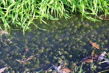 Stream bed green moss and stones
