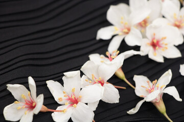 A close-up view of tung blossoms on a black background.