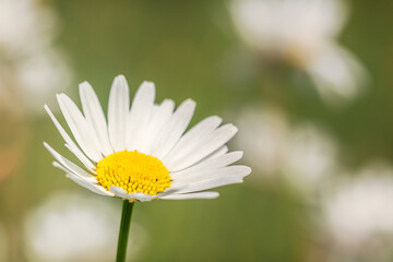 Fototapeta premium A Daisy flower (Leucanthemum vulgare) in the spring