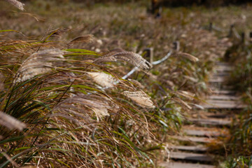 가을, 억새 [ autumn silver grass]