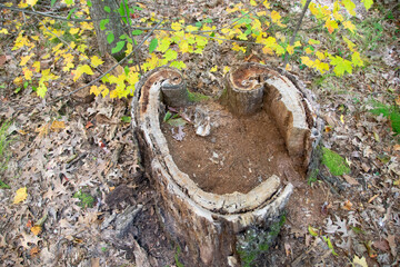 heart shaped stump in the forest