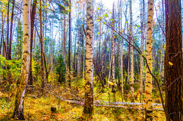 Autumn forest with birches and pines .