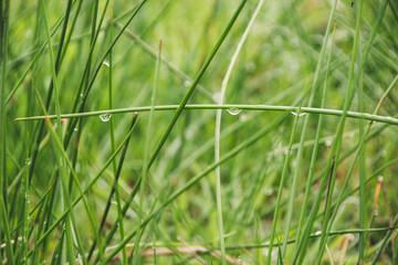 green grass with drops