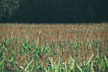 field of wheat