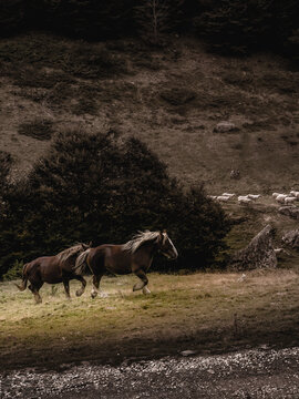 Dos caballos salvajes trotando por el campo 