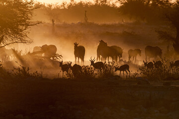 Silhouettes of Burchells zebras and springbok walking at sunset