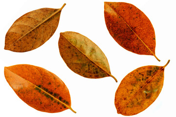 Leaves in the garden on white background. Debris after being eaten by worms. The furrows on the...