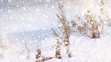 Natural winter background. Beautiful winter landscape with dried grass on sunset. Snowy weather. Winter season. New year and Christmas holiday background. Copy space for text. Selective focus, bokeh.