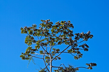 Snakewood tree (Cecropia peltata) and blue sky, Rio de Janeiro, Brazil 