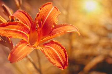 Closeup of an orange Hemerocallis blooming in the garden