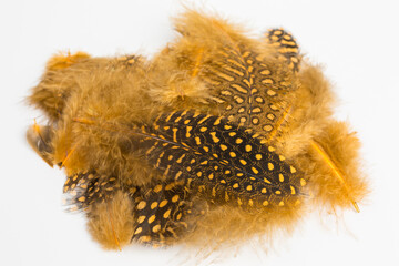 heap of fluffy dotted brown feathers