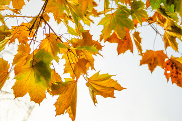 Yellow maple leaves on a tree branch .