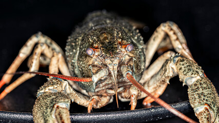 Portrait of grey-green crayfish, macro image. 