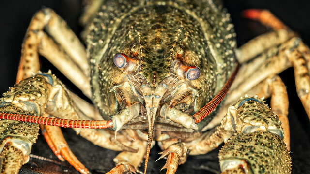 Portrait of grey-green crayfish, macro image. 