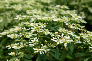 close up of a flower