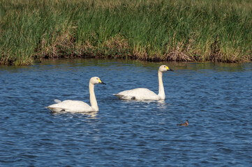 Bewick's Swan (Cygnus bewickii) in Barents Sea coastal area, Russia