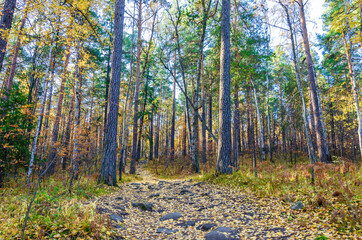 A path in the forest with yellow fallen leaves in autumn.