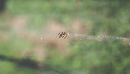 spider on the web