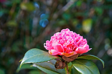 Japanese camellia flower (Camellia japonica), Rio, Brazil