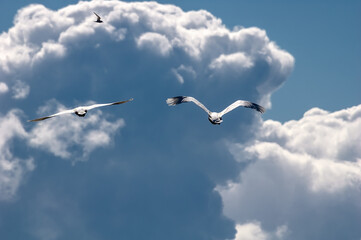 Bewick's Swan (Cygnus bewickii) in Barents Sea coastal area, Russia