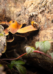 autumn leaves on the ground