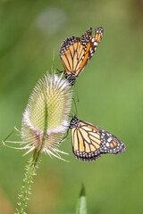 Two monarch butterflies in a flower in summer