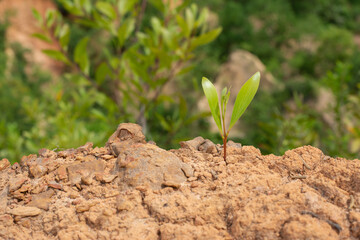 A strong seedling growing in the center trunk of cut stumps. tree Concept of support building a future focus on new life , top view