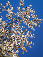 Flor de almendro
