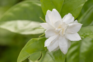 White jasmine overlapping petals soft focus in the garden ,Thai jasmine. Beautiful jasmine after summer rain.Fresh air when it rains , copy space for text.